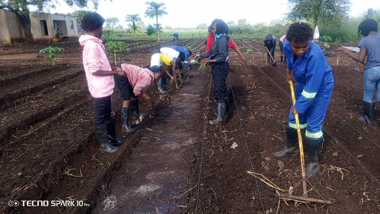 Estudantes da AFFM em trabalho prático nos campos agrícolas